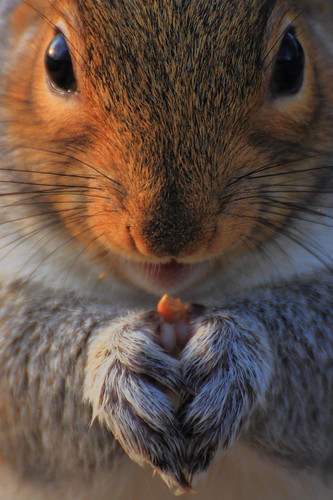 Il mio tessssoro! / My preciousssss (Grey Squirrel, London, England)