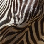 From a London Zoo experience to endless Halloween fun: here are the best London family activities this half-term – Time Out Worldwide