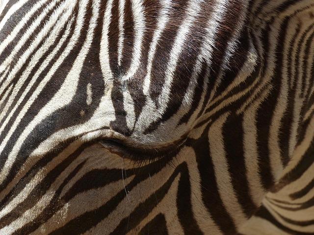 From a London Zoo experience to endless Halloween fun: here are the best London family activities this half-term – Time Out Worldwide