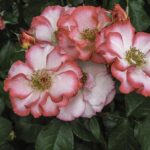 Review: Betty Taylor @ The Grace – London – entertainment-now.com