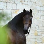 Sport In Mind named as London International Horse Show’s 2025 Official Charity Partner – London International Horse Show