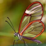 Greta Thunberg arrested over Palestine Action placard – BBC