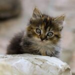 Five minutes with the faculty: Lynda Gratton – London Business School