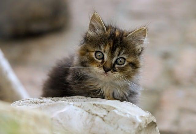 Five minutes with the faculty: Lynda Gratton – London Business School