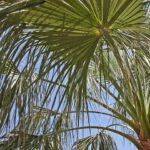 “It’s a party”: James Massiah’s Adult Entertainment has reinvented… – theface.com