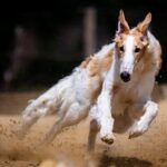 Barn Elms running track revamped into premier community sports hub – London Borough of Richmond upon Thames