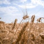 Ukraine is sandwiched between two dictators – London Business News