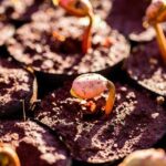 The Path to Higher Education: Is there a London effect? – The Education Policy Institute