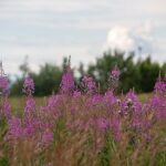 Ivan Toney Arrested After Alleged Headbutt In London Bar Incident – Yahoo Sports UK