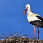 White storks nest at Dagenham country park in rewilding project – BBC