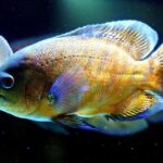 Oscar At The Crown | at The Crown | Closed 30 Nov 2025 – Official London Theatre