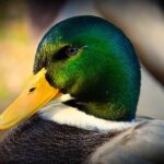 Falcons’ Drake London: Not playing Thursday – CBS Sports