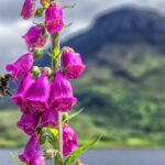 Murder investigation launched following fatal stabbing in Lewisham – Metropolitan Police