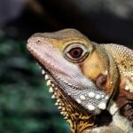 HUNGARIAN HORNTAIL DRAGON STUNS ONLOOKERS ON THE STREETS OF LONDON – vergemagazine.co.uk