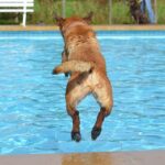 Moment passer-by falls into frozen lake trying to rescue man who plunged into icy water attempting to save dog – as Storm Goretti is expected to bring more snow, rain and gales – Daily Mail