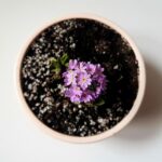 Potted Panto | at Wilton’s Music Hall | Closed 4 Jan 2026 – Official London Theatre