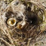 The Art of Status: Looted Treasures and the Global Politics of Restitution by Jelena Subotic – King’s College London