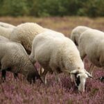 City of London Corporation hits back in Hampstead Heath cafes row – BBC