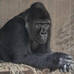 Massa’s $90m ‘crashgate’ case begins in London – Sports Mole