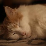 Wicked’s Ariana Grande and Jonathan Bailey set for stage reunion – BBC