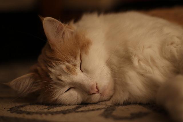 Wicked’s Ariana Grande and Jonathan Bailey set for stage reunion – BBC