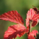 Kemi Badenoch joins protesters calling for Government to stop China mega-embassy – London Evening Standard