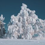 NBA in Berlin and London: Orlando Magic and Memphis Grizzlies games begin new era for basketball in Europe – Sky Sports