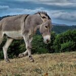 Quants, lawsuits and politics: Inside London’s ‘super-secretive’ trading firms – Financial News London