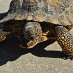 London borough recovers 36 homes worth £2.8m amid council house fraud crackdown – London Evening Standard