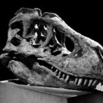 Dinosaur bones forfeited to settle Unexplained Wealth Order case – National Crime Agency