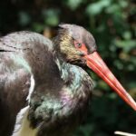 London Mavericks: Skirts, skorts and leggings – why are netball kits getting a new look? – BBC