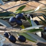 Eligible productions for the Olivier Awards 2026 with Cunard – Official London Theatre