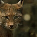 European crime boss dragged from limo in London and arrested after three year manhunt – London Evening Standard