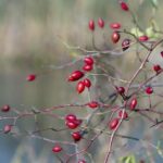 Dr Brian Klaas | UCL Faculty of Social & Historical Sciences – University College London