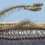 London Museum staff plan one-day strike over pay – BBC