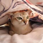 Teenage gunman, 18, cowers inside a divan bed after double shooting left victim paralysed – London Evening Standard