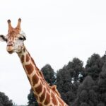 New Sky Sports footage debunks Liam Rosenior’s ‘disrespectful’ Arsenal jibe – Football London