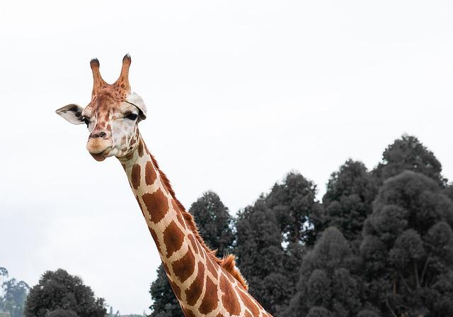 New Sky Sports footage debunks Liam Rosenior’s ‘disrespectful’ Arsenal jibe – Football London