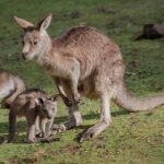 The revived Sydney to London ‘kangaroo route’ costs $50,000 a ticket. But you can do it for less than $10,000 – The Guardian