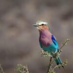 ‘Starlight Express’ announces final extension – London Theatre