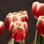 London theatres ‘devastated’ to close again under tier 3 restrictions – BBC