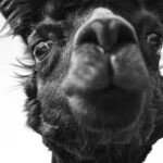 The two-child limit: a growing hole in the UK’s safety net – The London School of Economics and Political Science