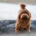 Two arrested over sale of dangerous counterfeit dog products – City of London Police