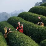 Gigantic immersive art experience begins construction in London’s Westfield – Shortlist