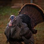 Rolex robberies and celebrity fear: Did crime really drive Tom Cruise out of London? – lbc.co.uk