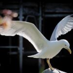 Spurs confirm Dele Alli return for north London derby against Arsenal – London Evening Standard