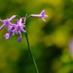 King’s Politics Society: From classroom to publishing – King’s College London