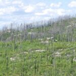 Alleged killer ‘Nasty’ left ‘traumatised’ by death of deaf woman, court told – London Evening Standard