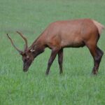 FTSE 100 London Pre-Open Momentum: Airline and Education Sector – Kalkine Media