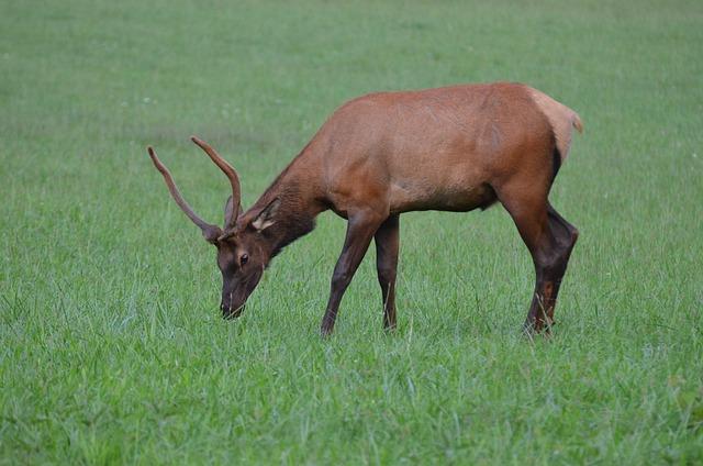 FTSE 100 London Pre-Open Momentum: Airline and Education Sector – Kalkine Media